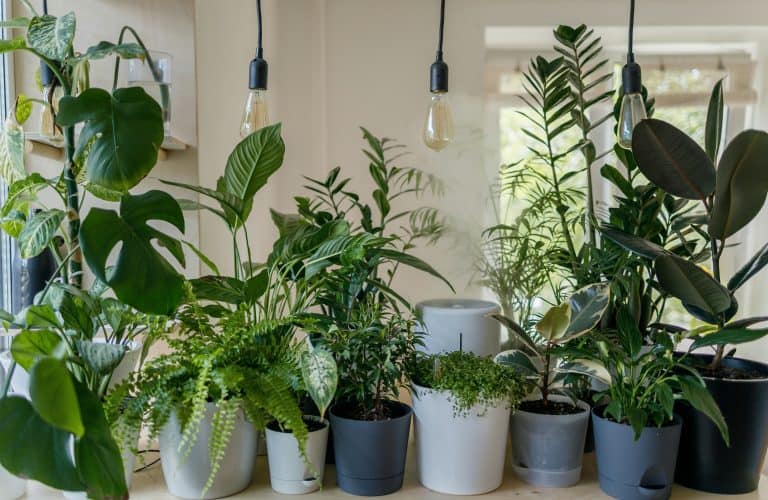 indoor plants care