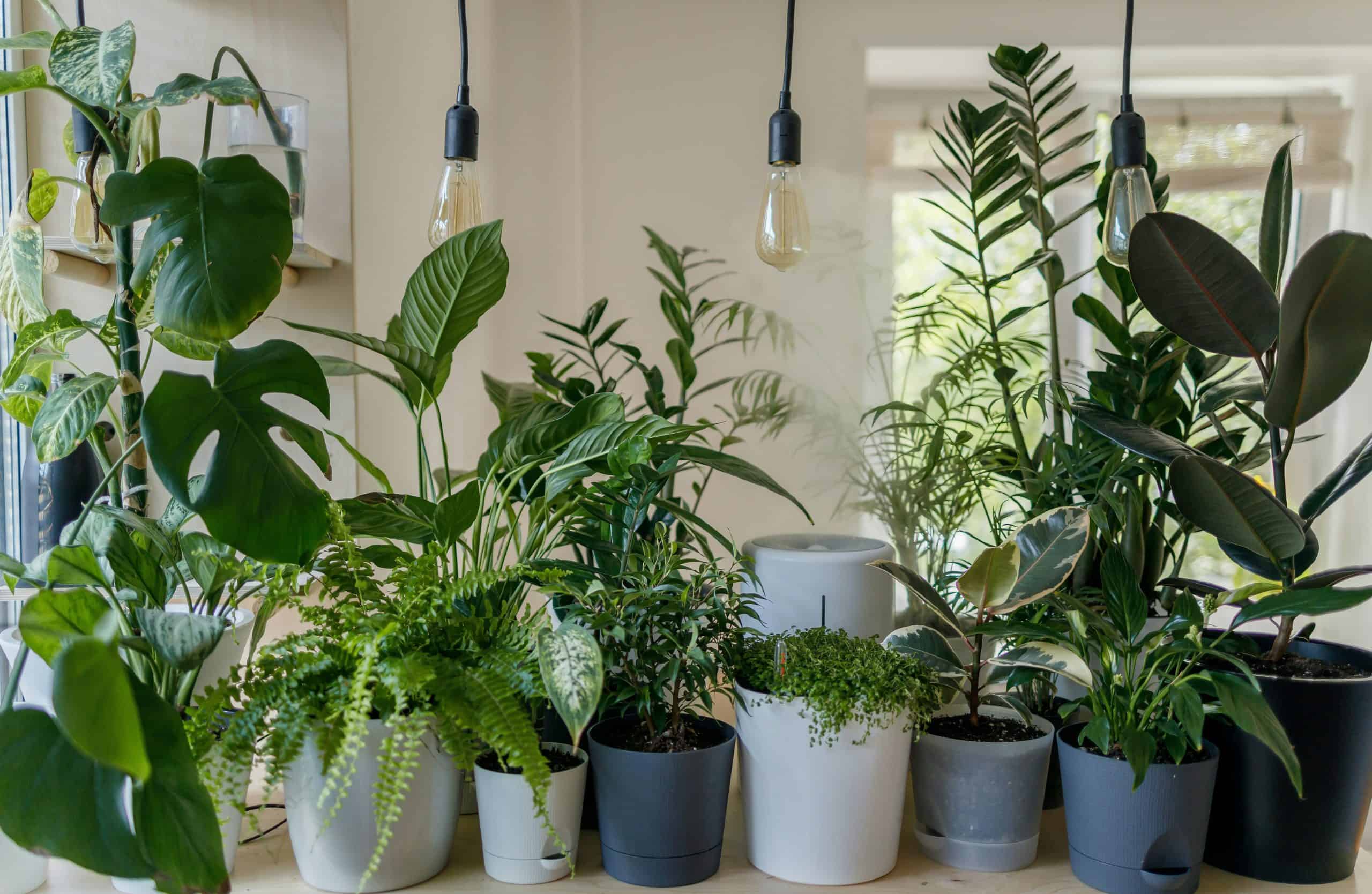 indoor plants care